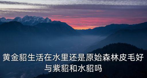 黃金貂生活在水里還是原始森林皮毛好與紫貂和水貂嗎