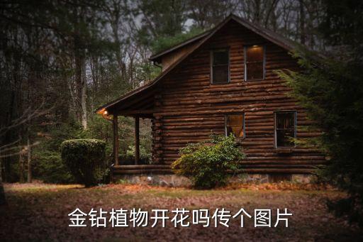 金鉆開花嗎，金鉆植物開花嗎傳個圖片