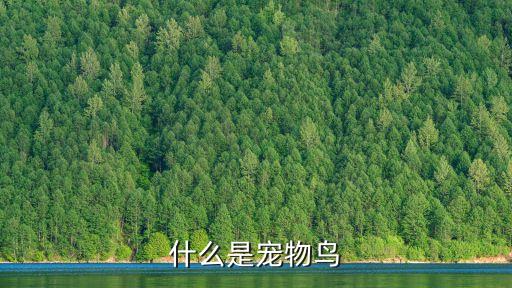什么是寵物鳥