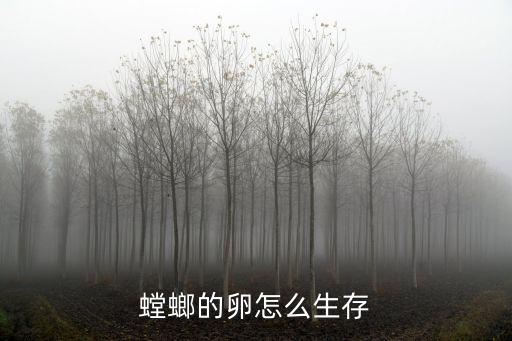螳螂卵，螳螂的卵怎么生存
