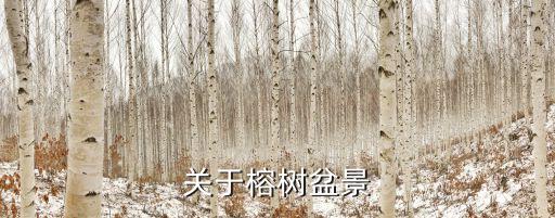 榕樹盆景，榕樹盆景怎樣制作
