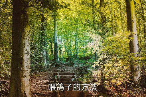喂鴿子，誰知道怎么喂鴿子啊