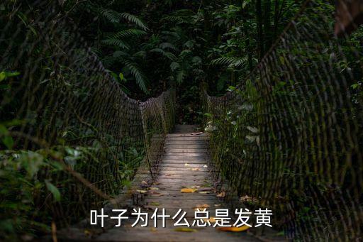 葉子為什么總是發黃