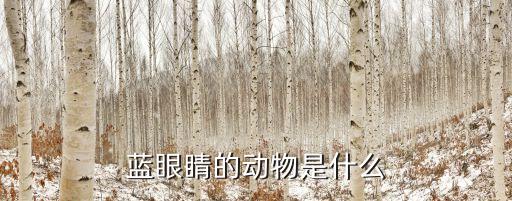 藍(lán)眼睛的動(dòng)物是什么