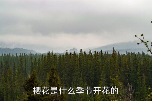 櫻花是什么季節(jié)開(kāi)花的