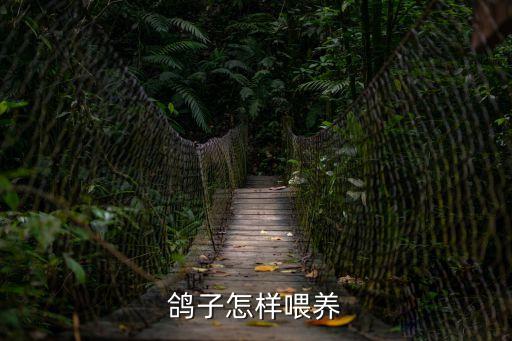 鴿子怎樣喂養(yǎng)