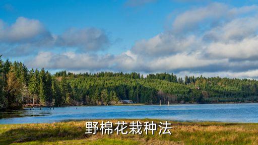 野棉花，野棉花的根和花的功效及用法是什么