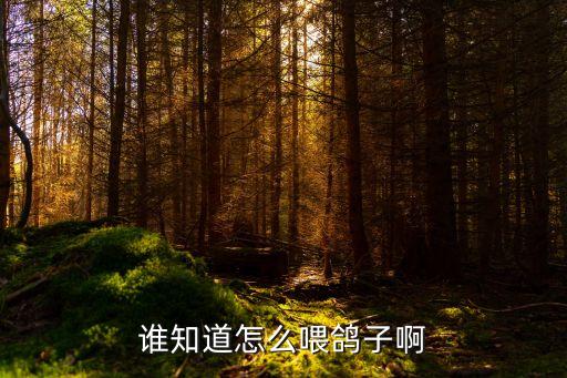 誰知道怎么喂鴿子啊