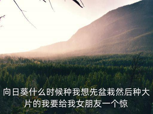 向日葵種植時間和方法，向日葵種植的時節是什么時候