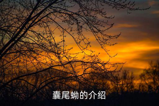 囊尾蚴的介紹