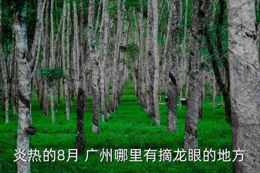 炎熱的8月 廣州哪里有摘龍眼的地方
