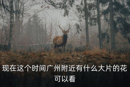 現在這個時間廣州附近有什么大片的花可以看
