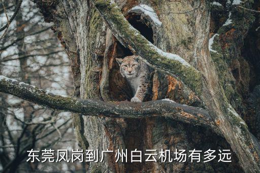 鳳崗到廣州機場有多遠，從東莞市鳳崗鎮到廣州白云機場有沒直達車