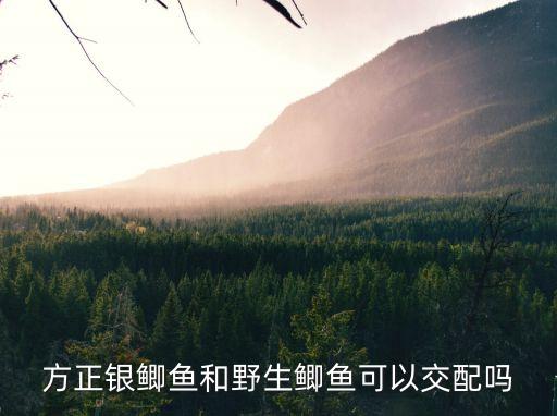 方正銀鯽，方正銀鯽魚和野生鯽魚可以交配嗎