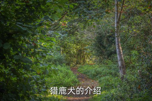 蘇格蘭獵鹿犬，蘇格蘭麋鹿獵犬和愛爾蘭獵狼犬是同一個品種嗎
