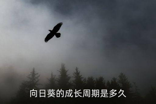 向日葵生長周期，向日葵種子要多久才能長出來哈