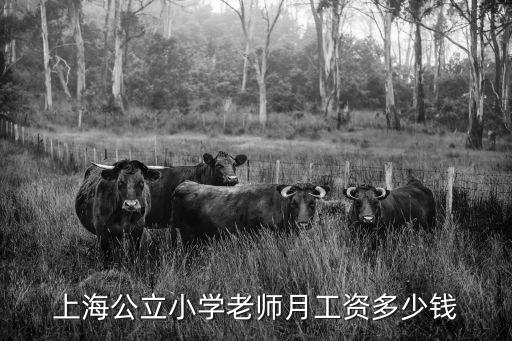 上海市教師年薪工資多少，上海小學(xué)老師的收入多少
