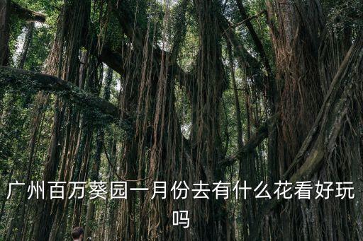 廣州百萬葵園一月份去有什么花看好玩嗎