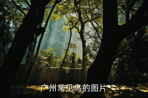 廣州白鶴鳥的圖片，這個白鶴是什么品種我想把它放了