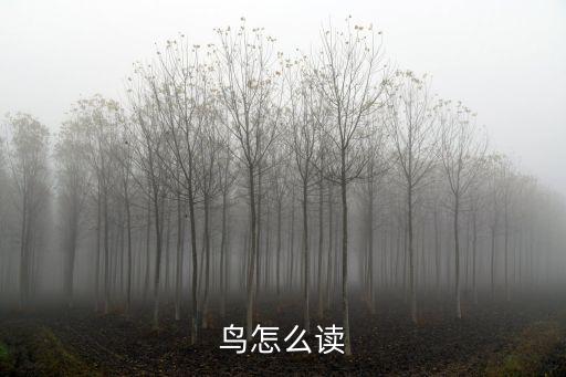 鳥怎么讀