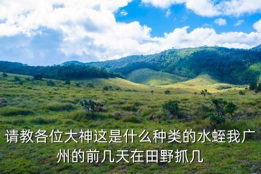 請教各位大神這是什么種類的水蛭我廣州的前幾天在田野抓幾