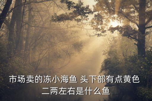 市場賣的凍小海魚 頭下部有點黃色 二兩左右是什么魚
