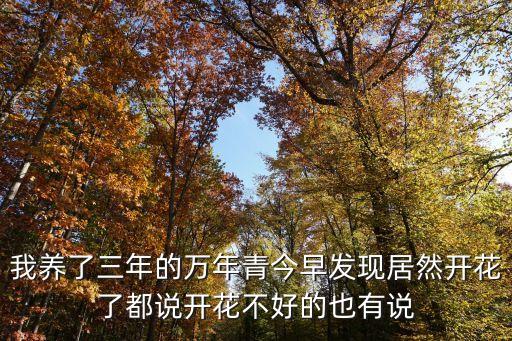 我養(yǎng)了三年的萬年青今早發(fā)現(xiàn)居然開花了都說開花不好的也有說