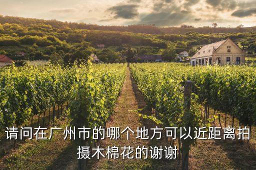 廣州鳳凰木花拍攝地，廣州哪里有鳳凰花