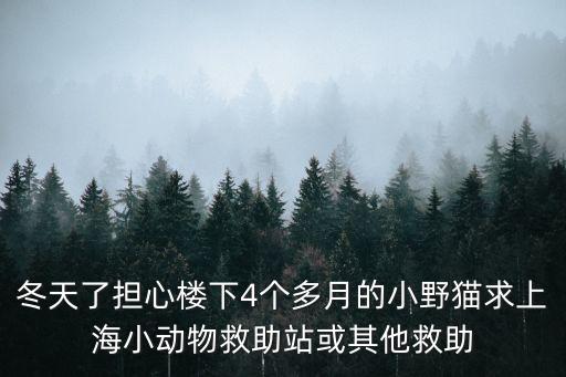 上海市救助站怎么提供救助服務(wù)，冬天了擔(dān)心樓下4個(gè)多月的小野貓求上海小動(dòng)物救助站或其他救助
