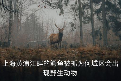 上海市區發現野生動物，哪位知道上海野生動物在那里嗎