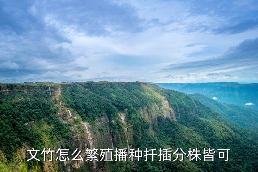 文竹怎么繁殖，文竹怎樣繁殖生長條件是怎樣的