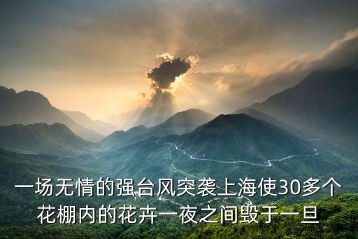 上海市臺風災難，一場無情的強臺風突襲上海使30多個花棚內的花卉一夜之間毀于一旦