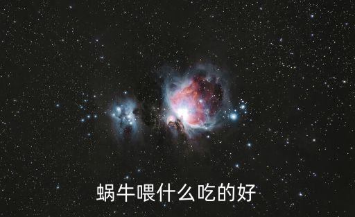 蝸牛喂什么吃的好