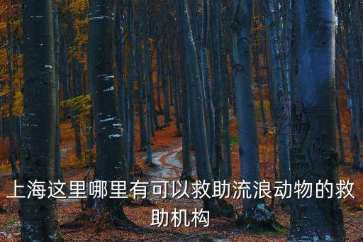 上海市流浪狗救助，請問上海哪里有流浪貓流浪狗的救助站