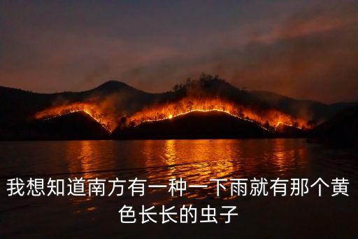 廣州黃色的小蟲子，我想知道南方有一種一下雨就有那個黃色長長的蟲子