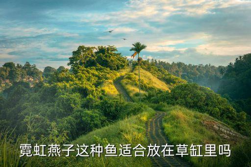 霓虹燕子，霓虹燕子這種魚適合放在草缸里嗎