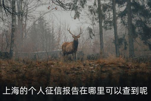 上海的個人征信報告在哪里可以查到呢