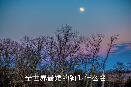 十大最小的狗排名，全世界最矮的狗叫什么名