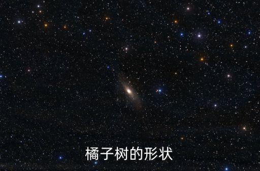 橘子樹，橘子樹長什么樣子