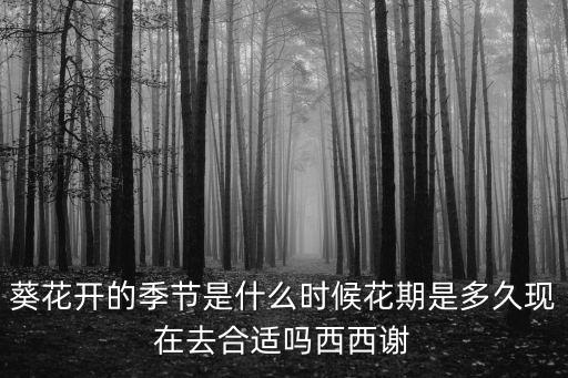 葵花開的季節(jié)是什么時(shí)候花期是多久現(xiàn)在去合適嗎西西謝