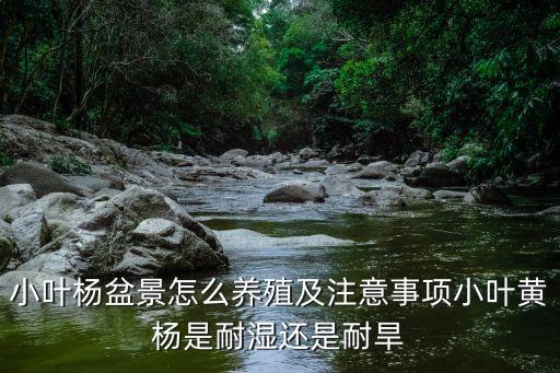 小葉黃楊，小葉黃楊怎么養啊有經驗的朋友指點下吧