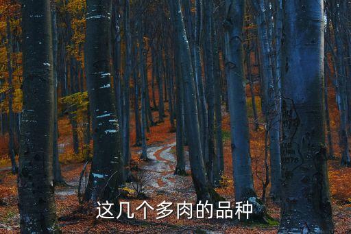 這幾個多肉的品種