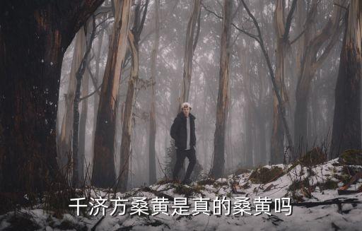 千濟(jì)方桑黃是真的桑黃嗎
