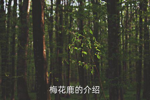 梅花鹿介紹，梅花鹿的介紹