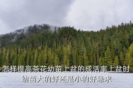 茶花苗，怎樣提高茶花幼苗上盆的成活率上盆時幼苗大的好還是小的好急求