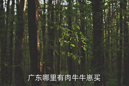 廣東哪里有肉牛牛崽買