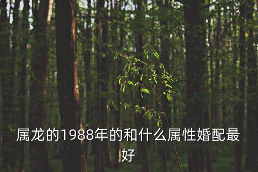 屬龍的1988年的和什么屬性婚配最好