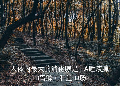 人體最大消化腺，人體內(nèi)最大的消化腺是   A唾液腺 B胃腺 C肝臟 D腸