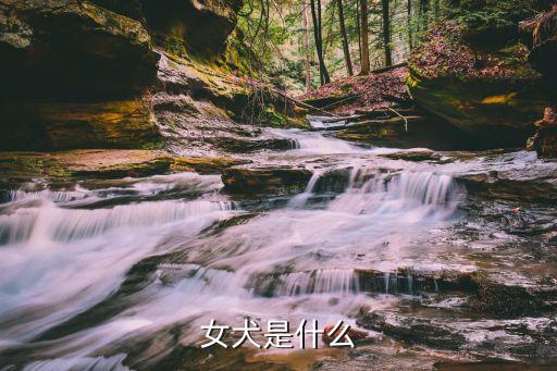 女犬，主人女犬有一個要求