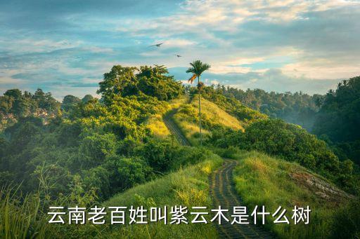 藍(lán)霧樹，云南老百姓叫紫云木是什么樹